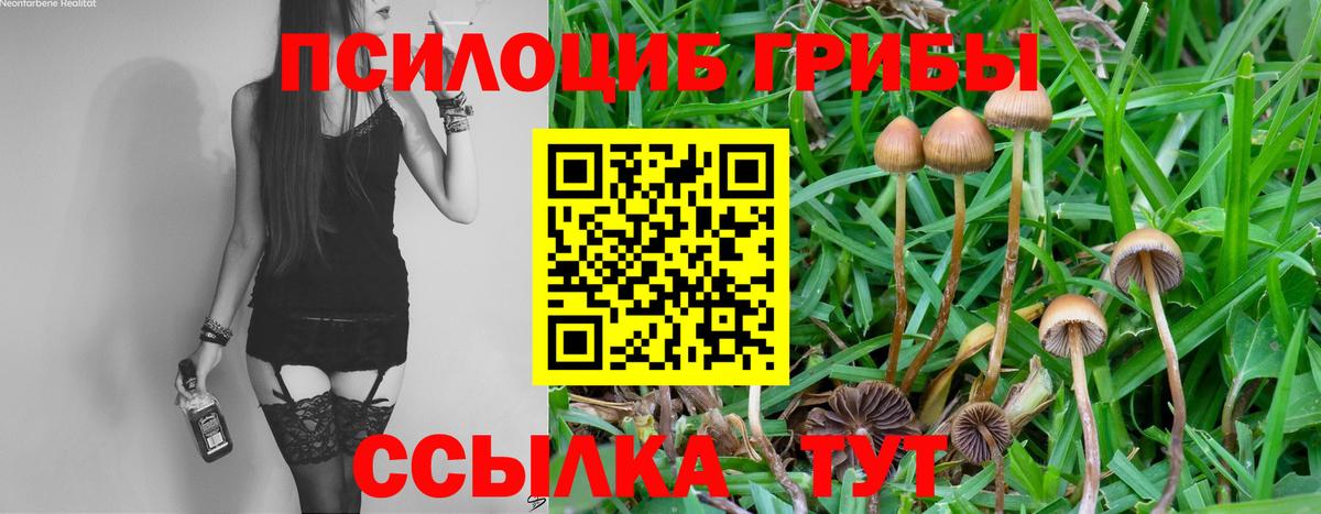 Псилоцибиновые грибы GOLDEN TEACHER  Галлюциногенные грибы Cubensis  Вход с VPN  Советск 
